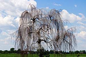 Dead weeping willow contrasting with the blue sky