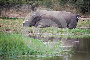 Dead White Rhino with no horn killed by poachers in Kruger Park South Africa