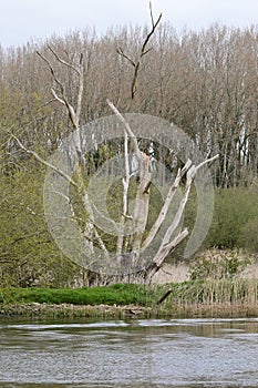 Dead White Tree Trunks, River Yare, Norfolk Broads, Surlingham, Norfolk, England, UK