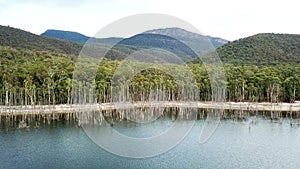 Dead white trees standing in water