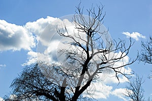 Dead willow tree blue sky clouds wind blowing