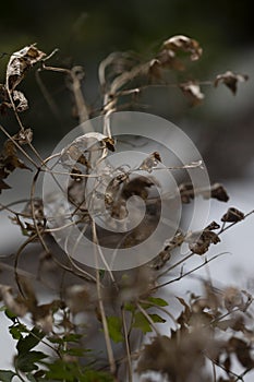 Dead and wilted flowers and plants.