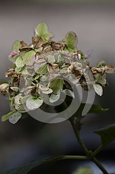 Dead and wilted flowers and plants.