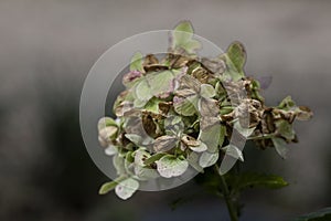 Dead and wilted flowers and plants.