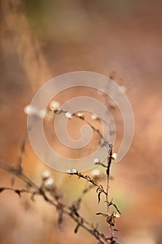 Dead winter bush branch