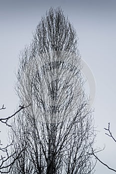 Dead Winter Tree With Muted Colors