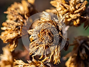 Dead, brown winter zinnias 1