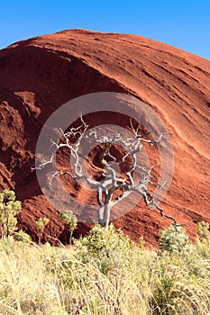 Dead withered eucalyptus