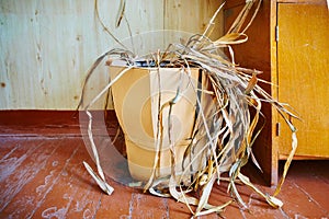 A dead withered houseplant in a tub in a poor dirty school classroom