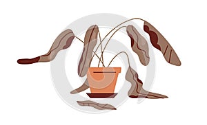 Dead withered plant in pot. Ailing dying droopy sick houseplant with wilted damaged dry leaves, dehydrated leaf. Result