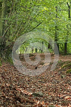 Dead woman ditch in Quantock Hills