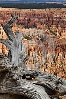 Dead Wood above the Valley