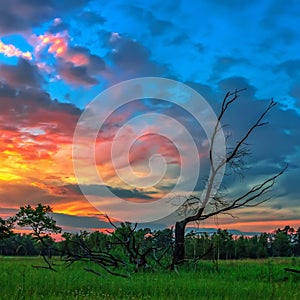 Dead wood on a background of dramatic sunset