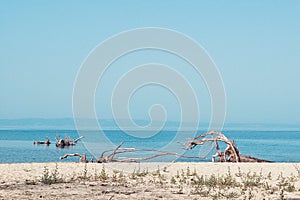 Dead wood on the beautiful beach