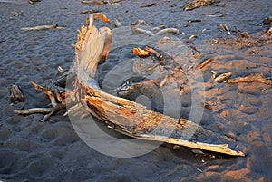 Dead wood in desert