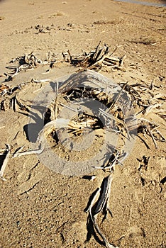 Dead wood in desert