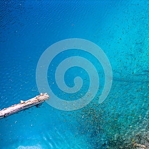 Dead wood, fishes, turquoise-colored lake