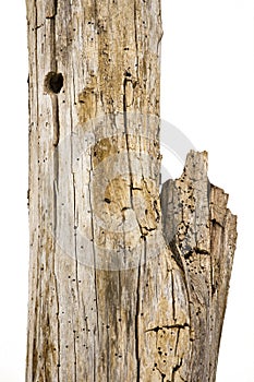 Dead wood isolated