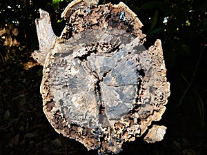 Dead wood in live nature photo