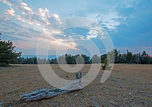 Dead wood log at sunset on Tillett Ridge in the Pryor Mountains in Montana USA