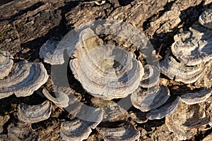 Dead wood mushrooms growing on rotted tree trunks.