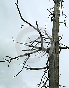 Dead-wood on overcast background
