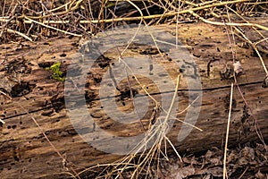 Dead wood in the protective forest area is a habitat for insects and their larvae and is eaten and decomposed