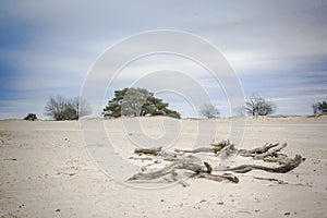 Dead wood in sanddunes in The Nederlands