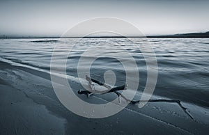 Dead wood in the sea. A snag on the beach