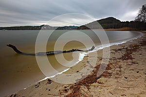 Dead wood in the sea. A snag on the sand