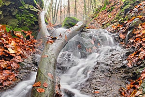 Mŕtve drevo v malom vodopáde v potoku v turovskej rokline na jeseň v kremnických vrchoch