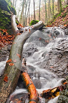 Dead wood in small waterfall in creek in Turovska roklina gorge during autumn in Kremnicke vrchy mountains