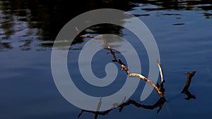 Dead wood stack on the water