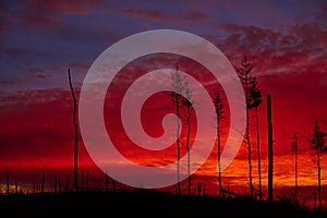 Dead wood on a sunset background