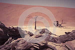 Dead wood of a tree and red sand dune at Deadvlei in Namibia