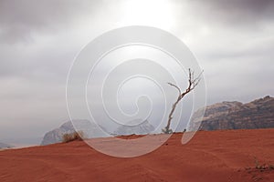 Dead wood in Vadi Rum desert.