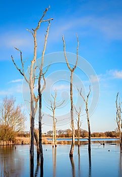 Dead Woodland in Arcot Pond Portrait photo