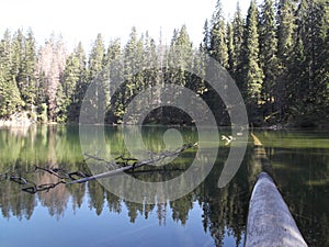 The Dead-woods in The Zminje Lake,The Durmitor National Park