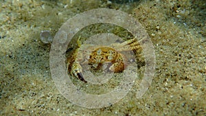 Dead yellow crab or warty crab (Eriphia verrucosa) undersea, Aegean Sea