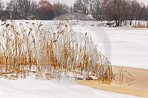 Dry yellow reeds at grey sunless foggy winter day on partly frozen river