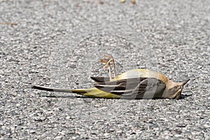 Dead yellow wagtail bird photo