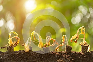 Dead young plant Tobacco Tree in dry soil on green blur background. Environment concept with empty copy space for text or design
