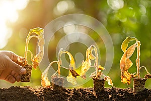 Dead young plant Tobacco Tree in dry soil on green blur background. Environment concept with empty copy space for text or design