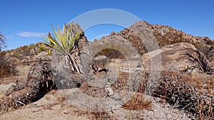 Dead yucca tree. A panoramic view in Joshua Tree National Park. Joshua Tree Yucca brevifolia and Rock Formations. CA