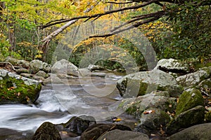 Deadfall canopy over rushing mountain water in a golden autumn landscape