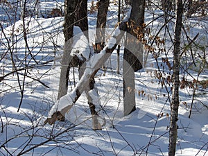 Deadfall winter cross