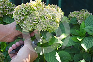 Deadheading hydrangea flowers. Man with secateurs cutting hydrangea macrophylla flower