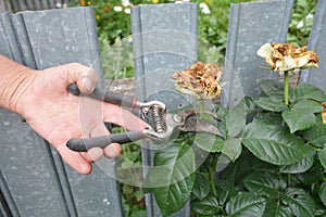 Deadheading roses. Deadheading is one of the easiest forms of pruning.
