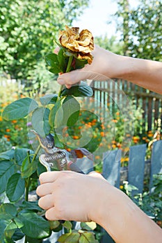 Deadheading roses. Deadheading is one of the easiest forms of pruning