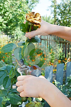 Deadheading roses. Deadheading is one of the easiest forms of pruning photo